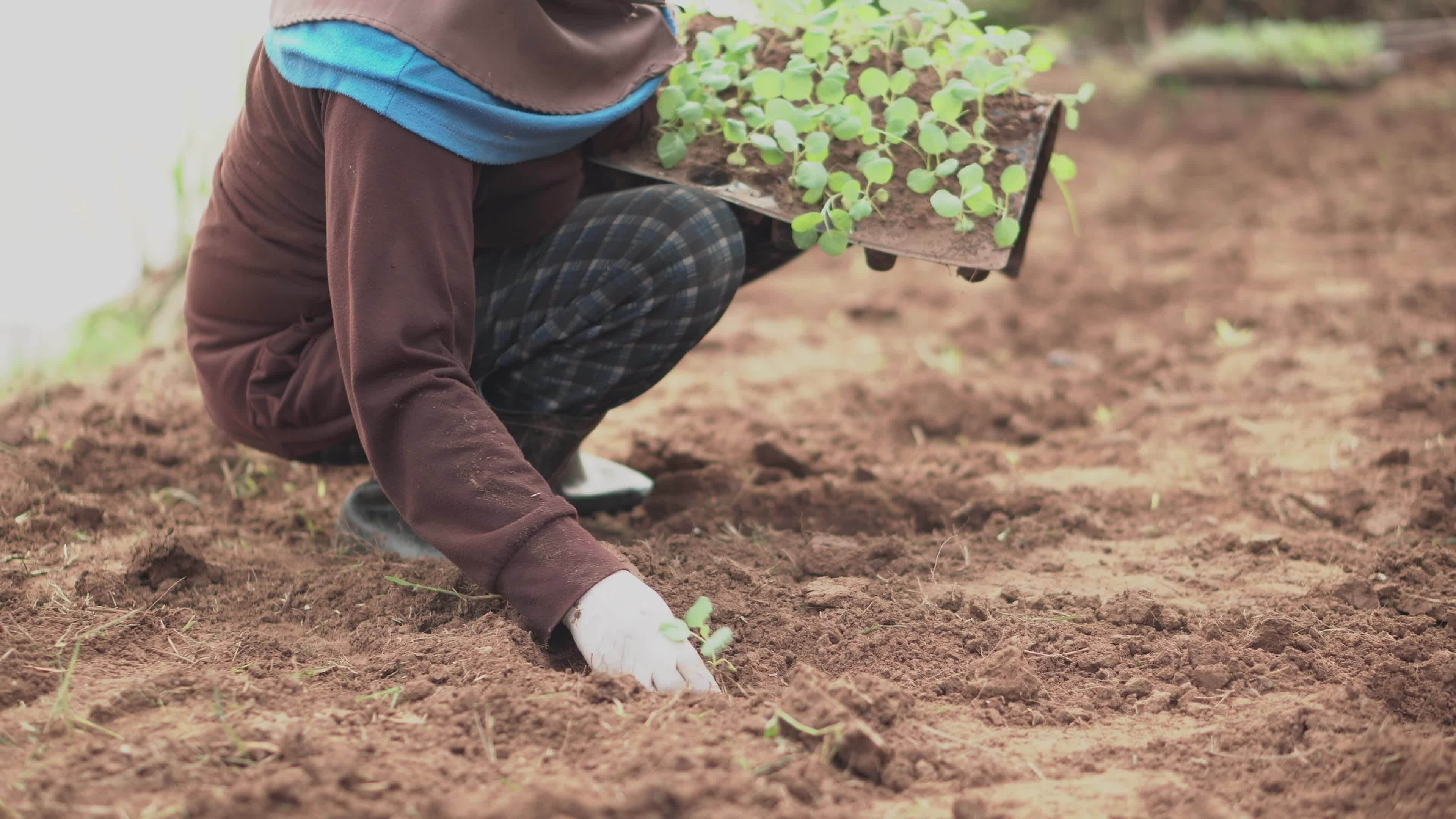 Sustainable farming in Togo